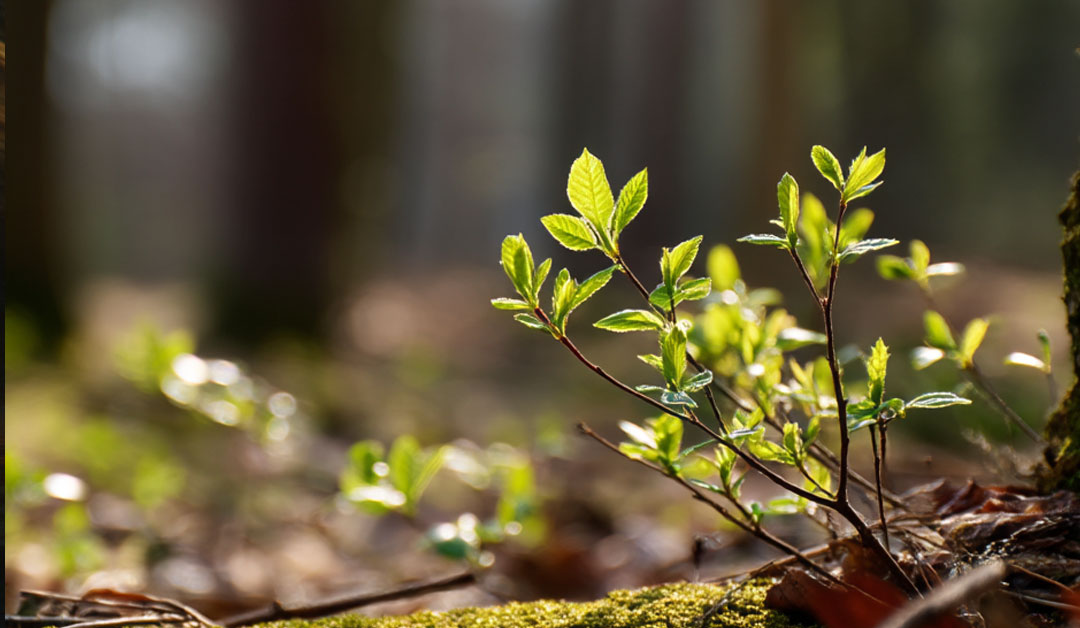 Lire les signes des temps – Évangile du jour et méditation du vendredi 28 novembre 2025