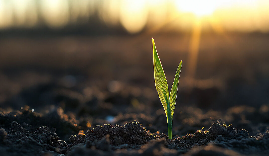 Une pousse qui sort du sol