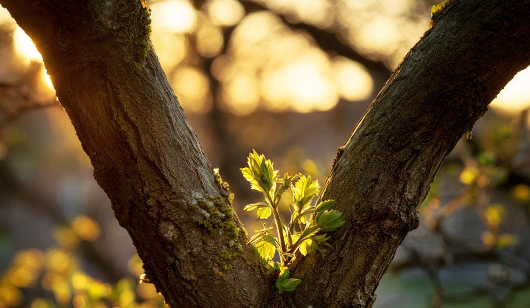 Esquisse de l’œuvre du Père – Méditation du lundi 20 avril 2026